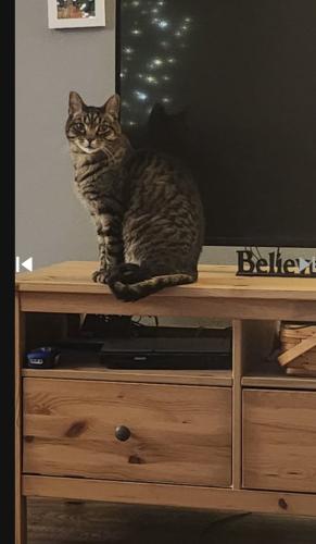 Lost Male Cat last seen South Point and Ogden Woods, Green Bay, WI 54313