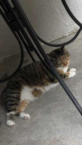Lost Female Cat last seen Was seen by hillybilly BBQ on Benjamin Franklin highway a month after running away, Douglassville, PA 19518