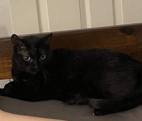 Lost Female Cat last seen Anderson Mill Rd and W Parmer Ln, Austin, TX 78729