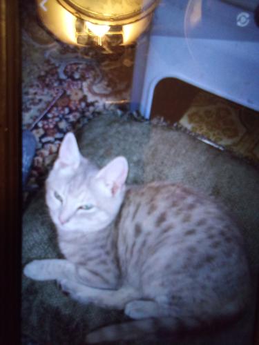 Lost Female Cat last seen Greenwood Park subdivision , Lumpkin County, GA 30534
