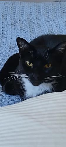 Lost Male Cat last seen 54th Ave. N. and 58th St., St. Petersburg, FL 33709