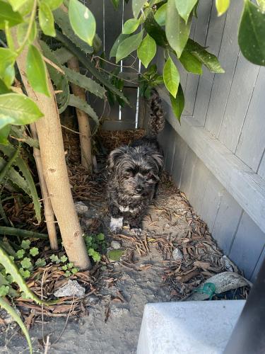 Lost Female Dog last seen Wilton Pl & 52nd , Los Angeles, CA 90062