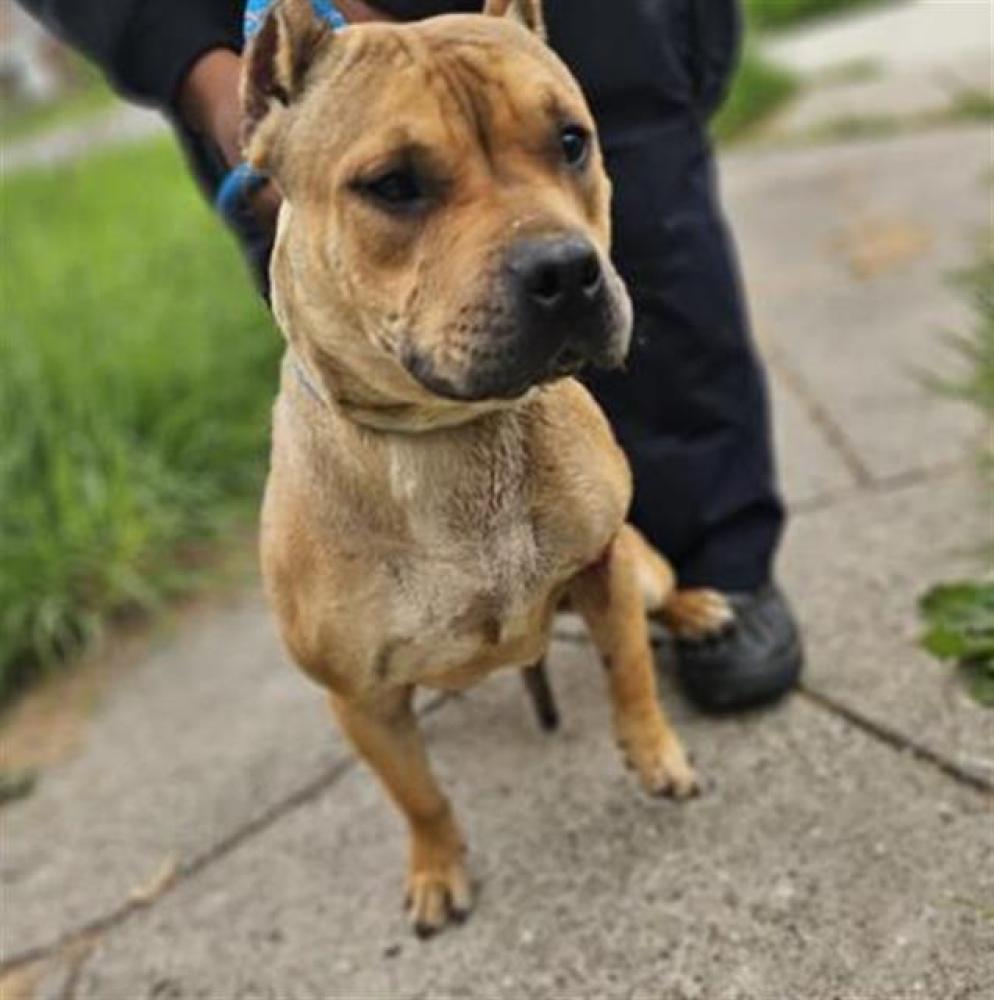 Shelter Stray Female Dog last seen Near BLOCK HUBBELL ST, DETROIT, MI 48227, Detroit, MI 48211