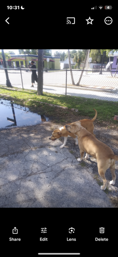 Lost Female Dog last seen Sarasota , Sarasota, FL 34236
