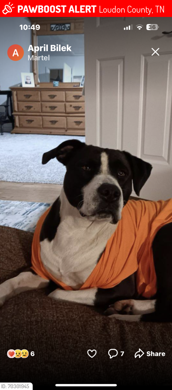 Lost Male Dog last seen lake country mkt and on old Bailey rd, Loudon County, TN 37772