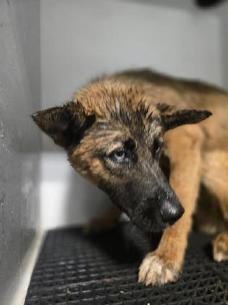 Shelter Stray Male Dog last seen Dallas, NC , Gastonia, NC 28052