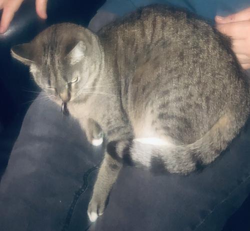 Lost Female Cat last seen Saddleback and Spadra, Mission Viejo, CA 92691