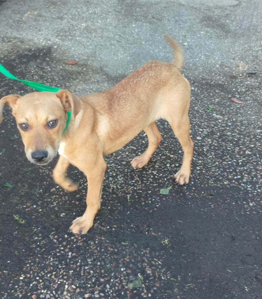 Shelter Stray Female Dog last seen Near Rox Run Place, LAFAYETTE, LA, 70508, Lafayette, LA 70507