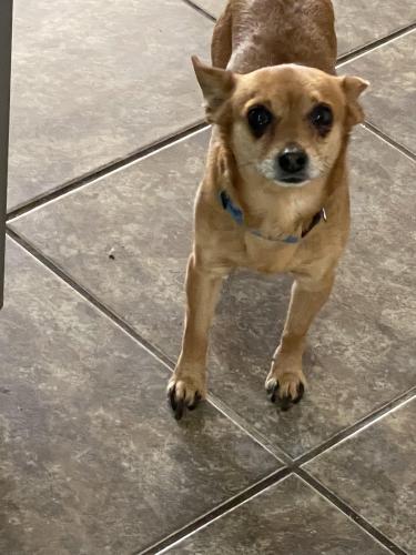 Lost Male Dog last seen 55th ave Campbell, Phoenix, AZ 85031