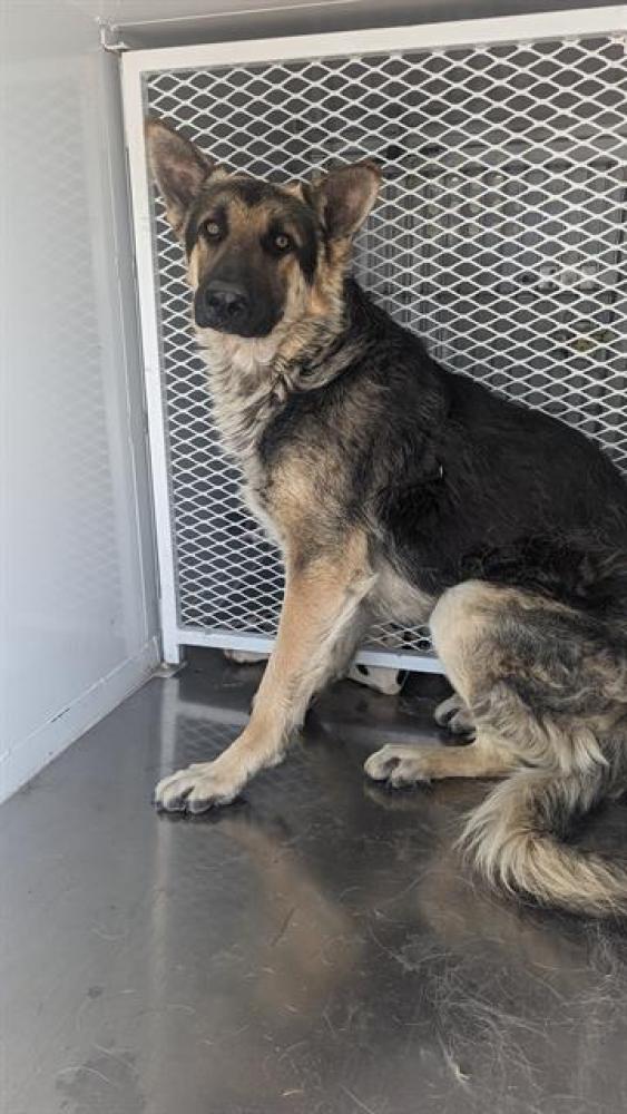 Shelter Stray Male Dog last seen Near MC COMBS RD, WASCO CA 93280, Bakersfield, CA 93308
