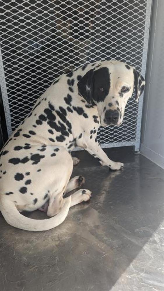 Shelter Stray Male Dog last seen Near BLOCK SNOW RD, BAKERSFIELD CA 93314, Bakersfield, CA 93308