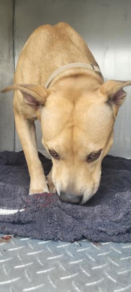 Shelter Stray Male Dog last seen Near BLOCK GREENLAWN ST, DETROIT, MI 48221, Detroit, MI 48211