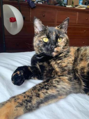 Lost Female Cat last seen Spruce and BIrch Streets, Clinton, MA 01510
