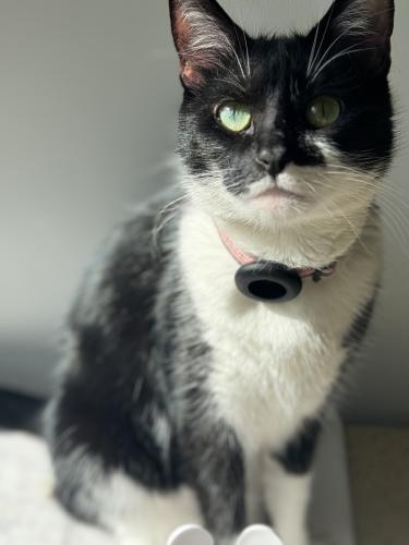 Lost Female Cat last seen 1st street and Estes St, Lakewood, CO 80226