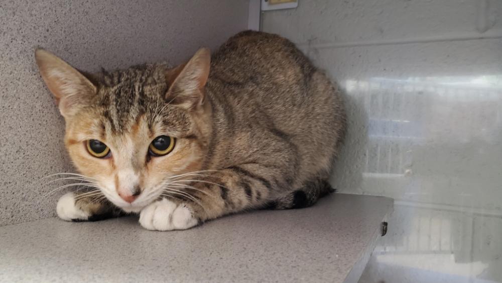 Shelter Stray Female Cat last seen Near S State Street, Midvale, UT, 84047, Salt Lake City, UT 84123