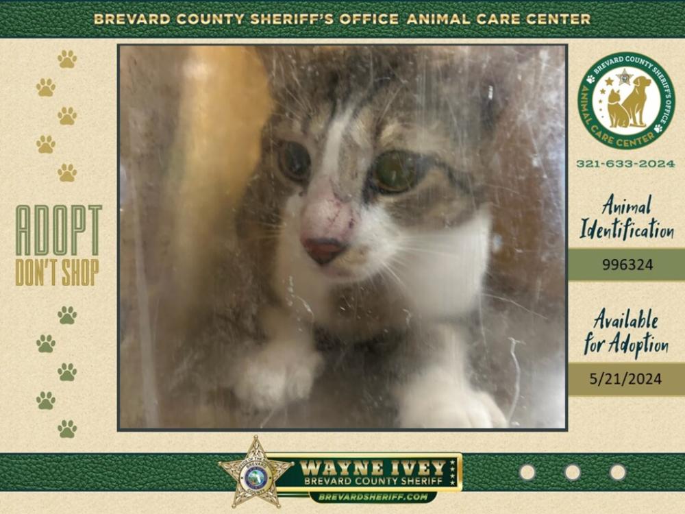 Shelter Stray Male Cat last seen Near Manor Drive, COCOA, FL, 32922, Melbourne, FL 32934