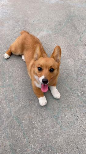 Lost Female Dog last seen Greenwood/Saratoga Area, Corpus Christi, TX 78416