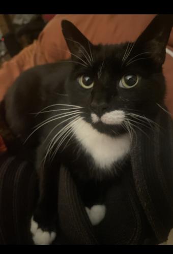 Lost Male Cat last seen 52nd and Baltimore Ave, Philadelphia, PA 19143