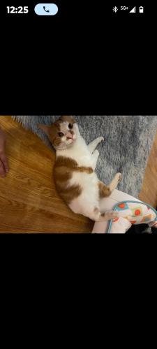Lost Male Cat last seen Elmwood and Emerson, Beech Grove, IN 46107