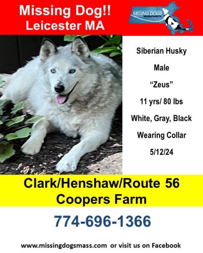 Lost Male Dog last seen Clark / Henshaw / Route 56 / Coopers Farm, Leicester, MA 01524