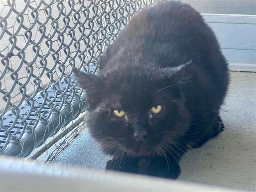 Shelter Stray Male Cat last seen ROSENE CT, Auburn, CA 95603