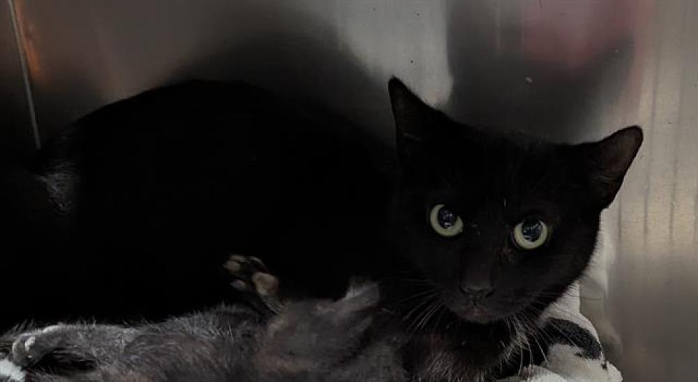 Shelter Stray Female Cat last seen Near BLOCK HURRLE AVE, BAKERSFIELD CA 93308, Bakersfield, CA 93308