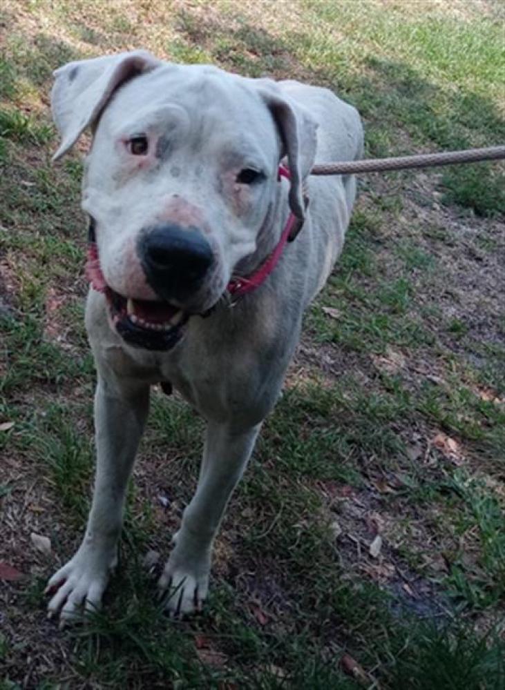 Shelter Stray Female Dog last seen Near BLOCK SW 54 CT, MIRAMAR FL 33027, Davie, FL 33312