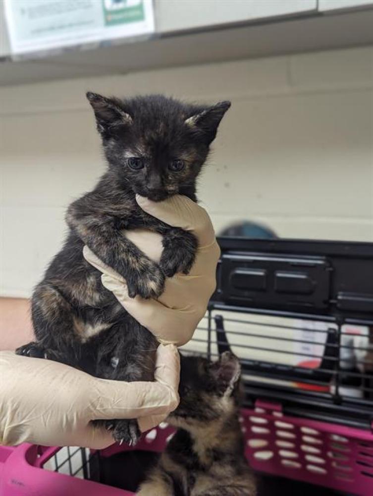 Shelter Stray Female Cat last seen Near BLOCK TRASK DR, Olivette, MO 63132
