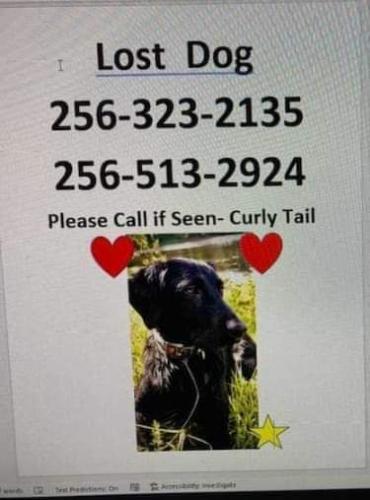 Lost Female Dog last seen Rustic Trail/Moore's Mill Rd/Winchester Rd , Huntsville, AL 35811
