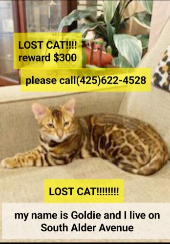 Lost Female Cat last seen South Alder Avenue Granite Falls Washington, Granite Falls, WA 98252