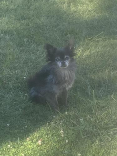 Lost Male Dog last seen Russell elementary school, Broomall, PA 19008