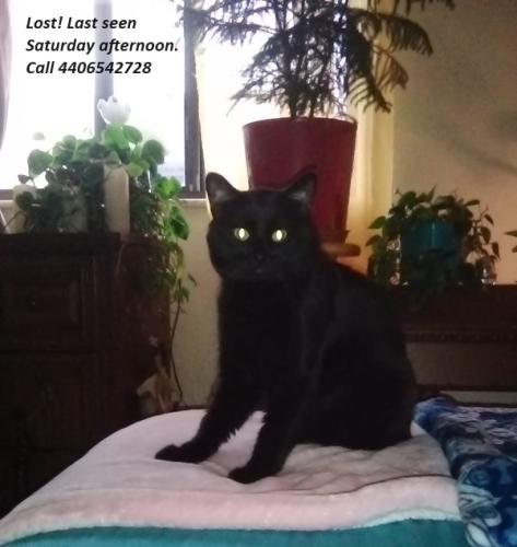 Lost Male Cat last seen Grant Street and Root Road, Lorain, OH 44052