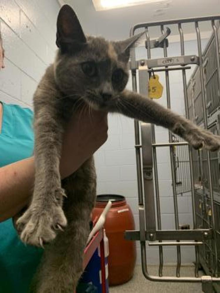 Shelter Stray Female Cat last seen New Bern, NC 28560, New Bern, NC 28562