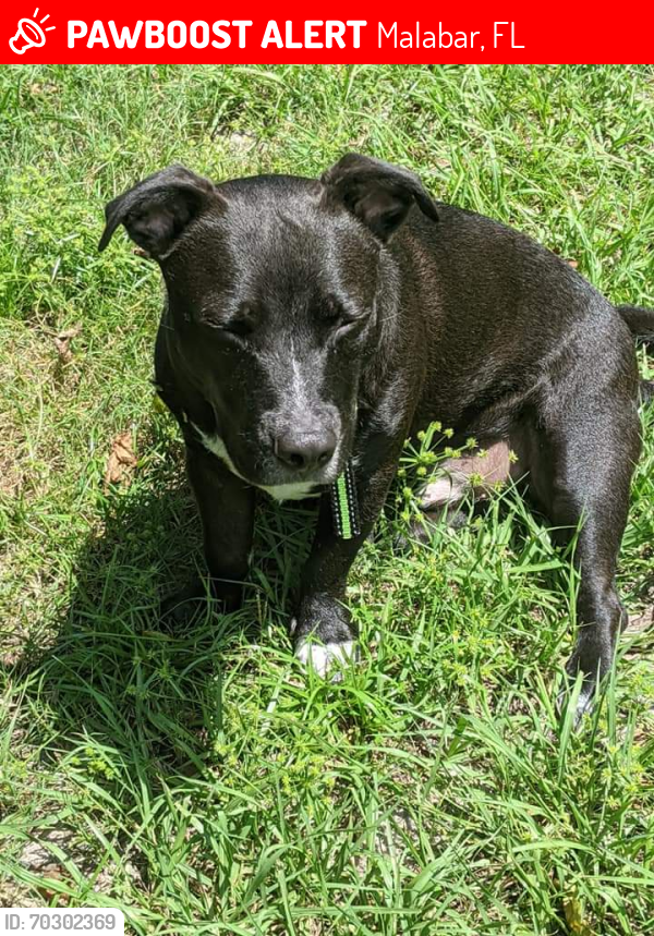 Lost Male Dog last seen Foundation Park / Babcock Street, Malabar, FL 32950