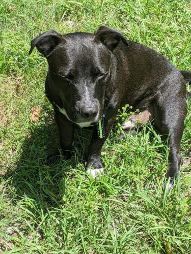 Lost Male Dog last seen Foundation Park / Babcock Street, Malabar, FL 32950
