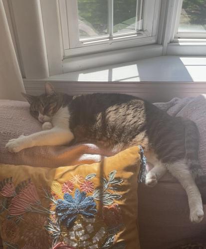 Lost Male Cat last seen Near young st off of Main st south Berwick , South Berwick, ME 03908