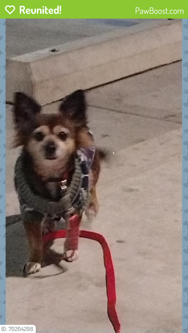 Reunited Female Dog last seen Near JELLICK AVE 49H Rowland Hights, CA 91748, Rowland Heights, CA 91748