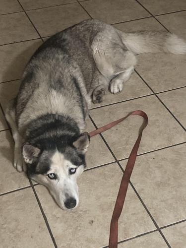 Lost Female Dog last seen Whataburger, Houston, TX 77022