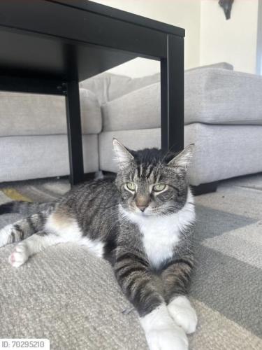 Lost Male Cat last seen East James St, Munhall, PA 15120, Munhall, PA 15120