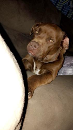 Lost Male Dog last seen Mayo Rd CowpensbS.C 29330, Cowpens, SC 29330