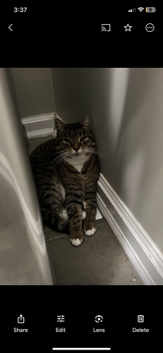 Lost Female Cat last seen Near ave and Jersey Drive in Cloverdale, Surrey, BC V3S 4V9