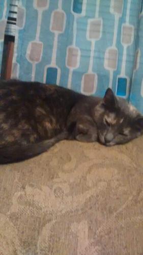 Lost Female Cat last seen McKinley & Adams St.- Near Ball State, Muncie, IN 47303