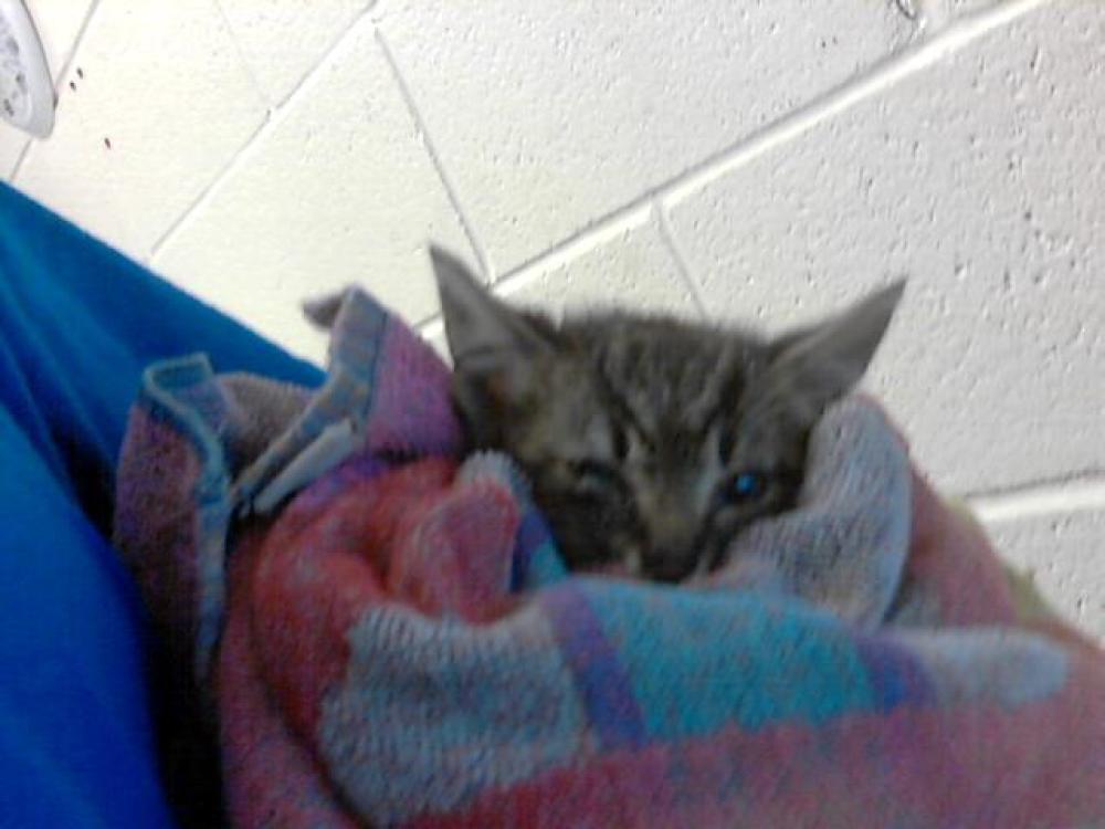 Shelter Stray Male Cat last seen Near BLOCK LEGION RD, HOPE MILLS NC 28348, Fayetteville, NC 28306