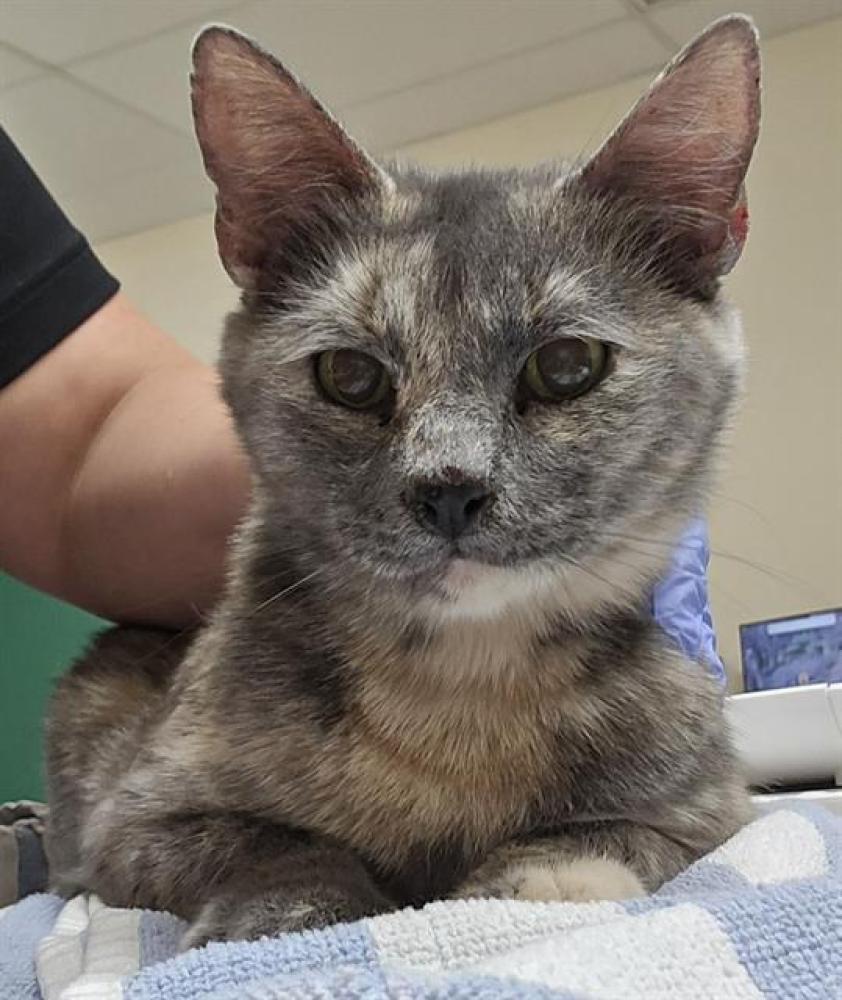 Shelter Stray Female Cat last seen Near BLOCK SPOKE RD, RENO NV 89508, Reno, NV 89502