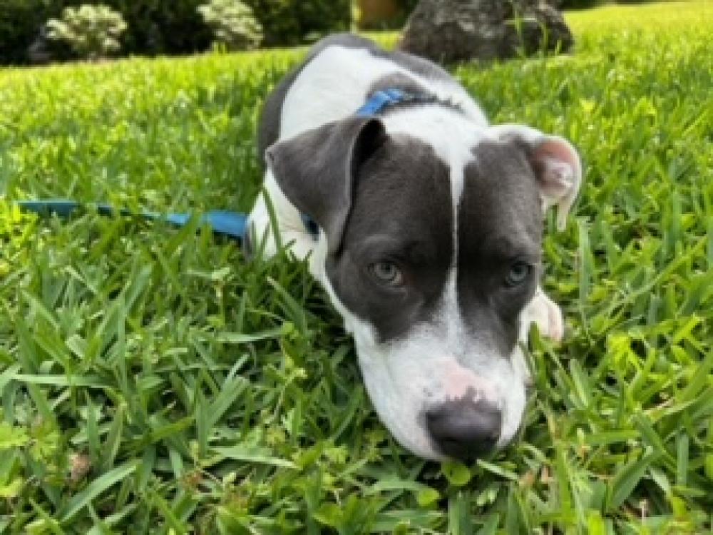 Shelter Stray Male Dog last seen Near BLOCK ANNETTE DR, TALLAHASSEE FL 32303, Tallahassee, FL 32311
