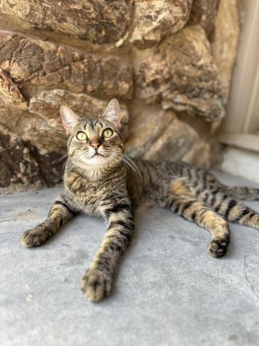 Lost Female Cat last seen Mariposa , Citrus Heights, CA 95610
