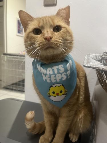 Lost Male Cat last seen Sample and university , Coral Springs, FL 33065