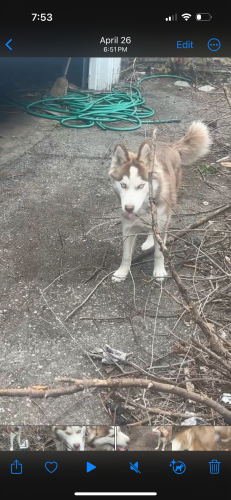 Lost Female Dog last seen Outer drive West & Santa Maria, Detroit, MI 48219