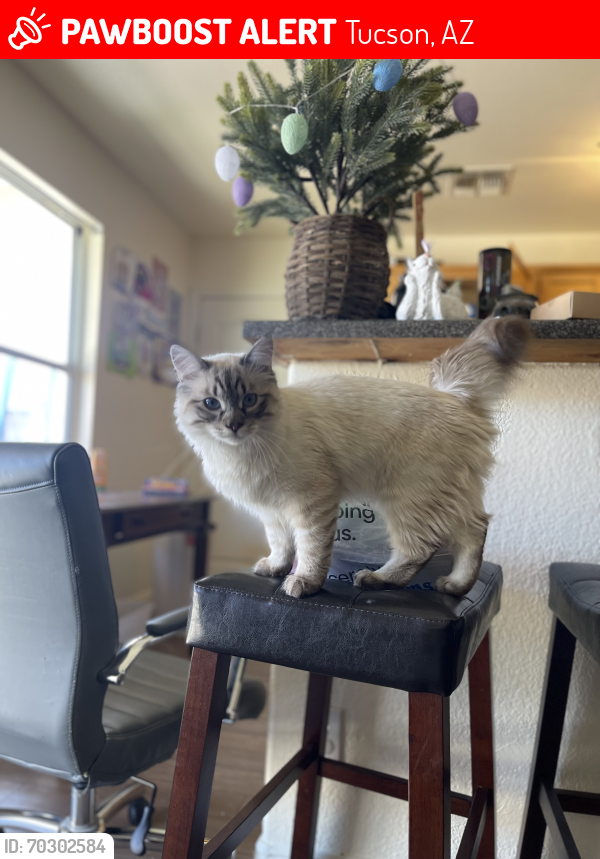 Lost Male Cat last seen Near S Parliament Dr, Tucson, AZ 85756