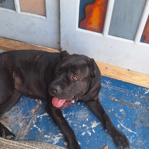 Lost Female Dog last seen Grady ave, Tampa, FL 33614